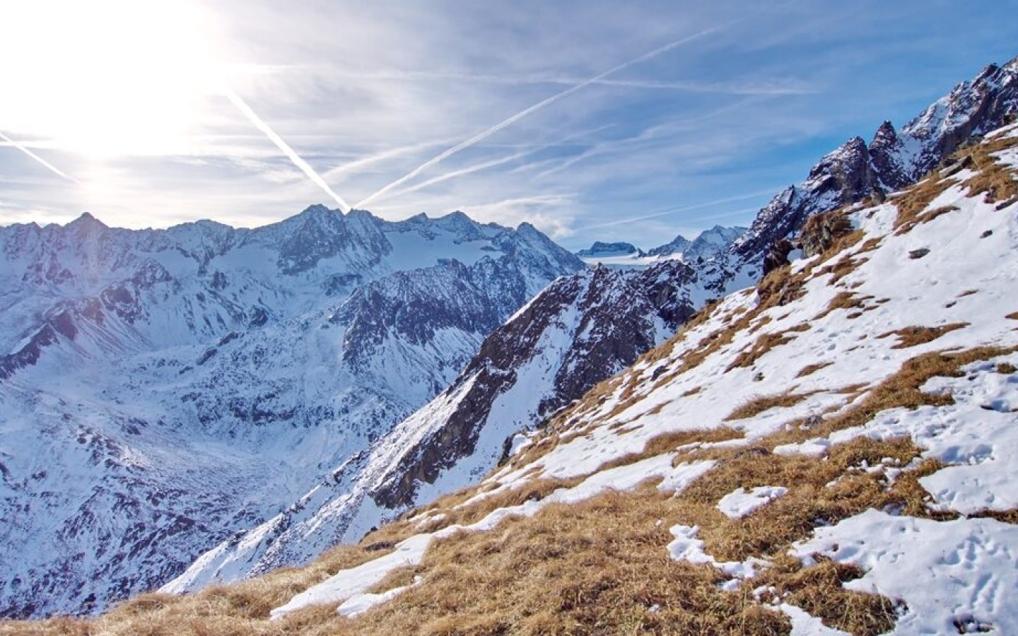 Chamois population