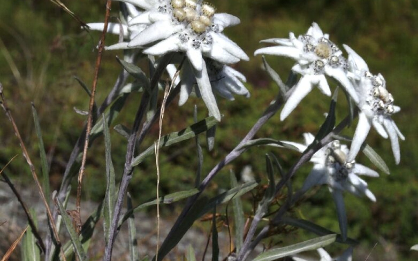 31.07.2011 op bloemenfototocht