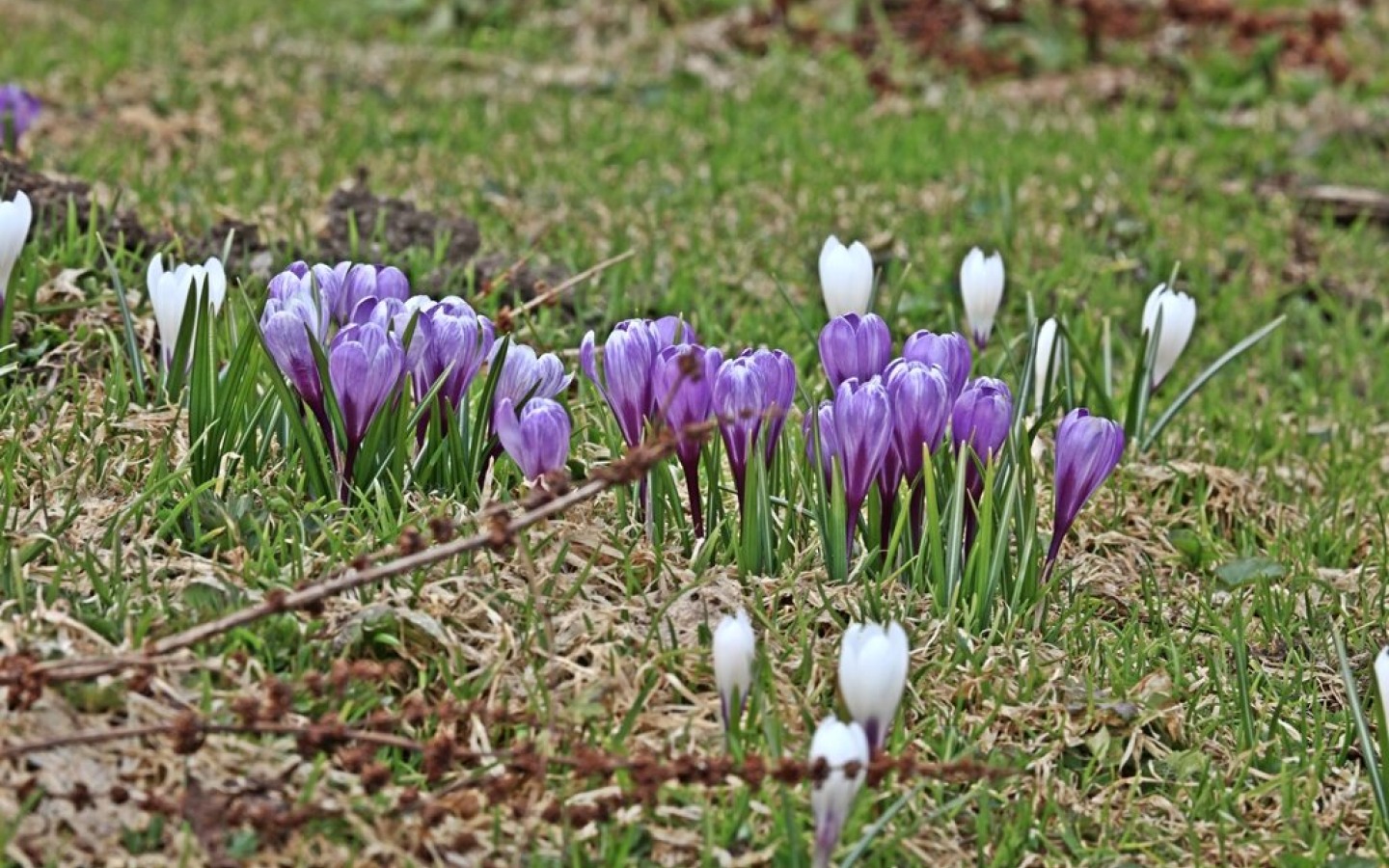 Typische voorjaarsomstandigheden – in het dal groene weiden met bloeiende bloemen,
in de bergen tot laat in de ochtend prachtige tochtomstandigheden!