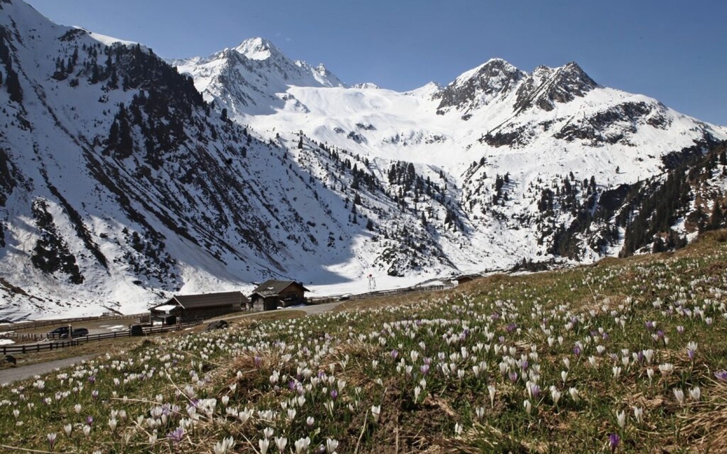 Magnificent crocus meadows in full bloom on the Ober Iss Alm.