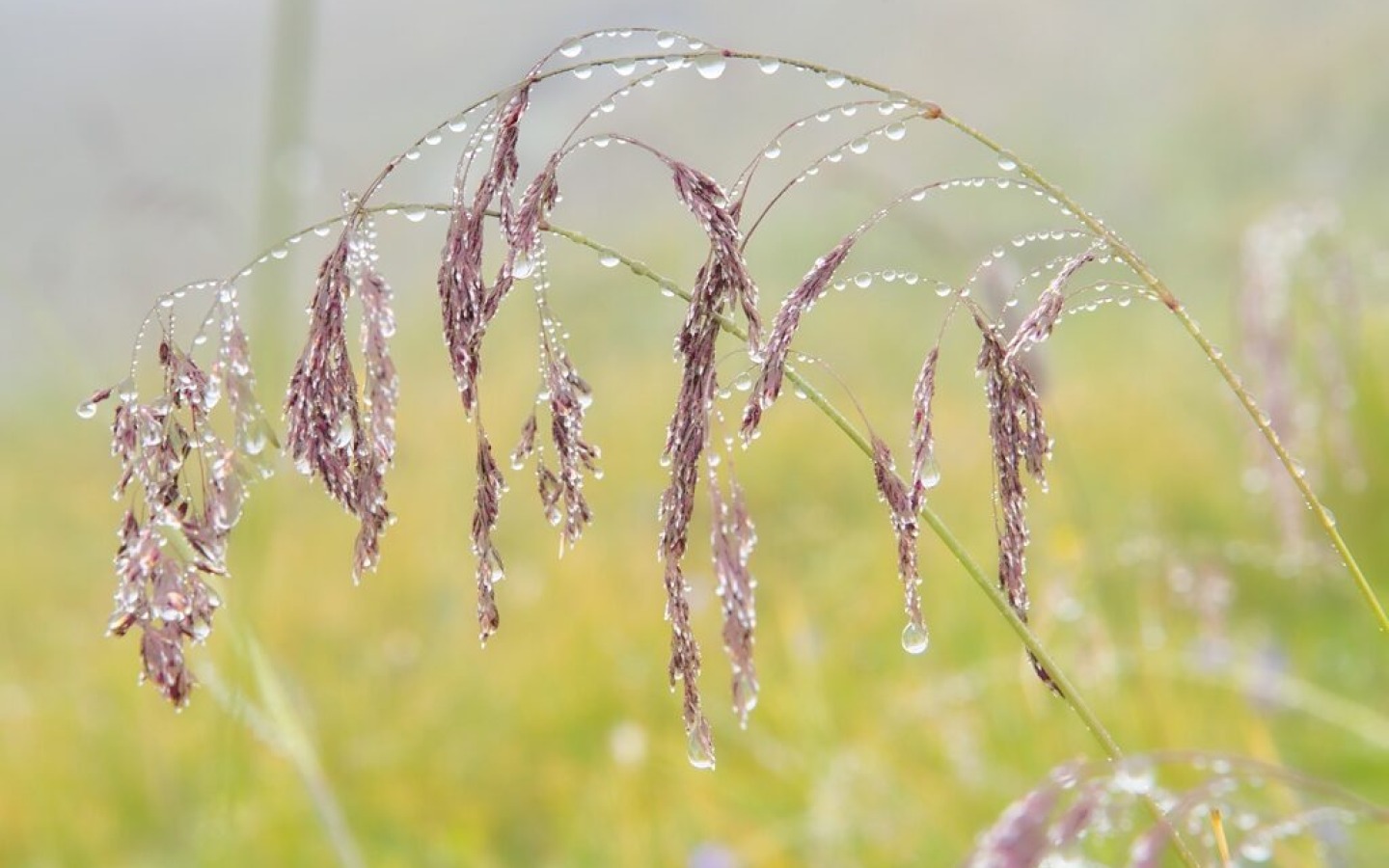 The weather didn't allow a single glimpse of our mountains all day today –
instead I found some great photo subjects in the rain-soaked grass.