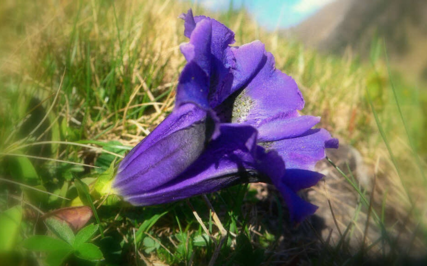 Der Frühling verschafft sich auch im Hochgebirge Platz, dem Schnee geht's ordentlich an seine Substanz.