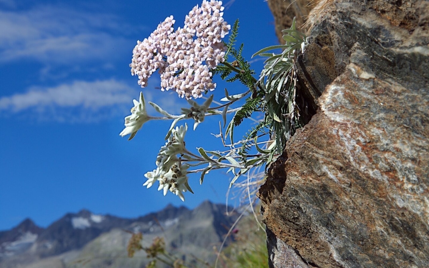 Edelweiss via ferrata