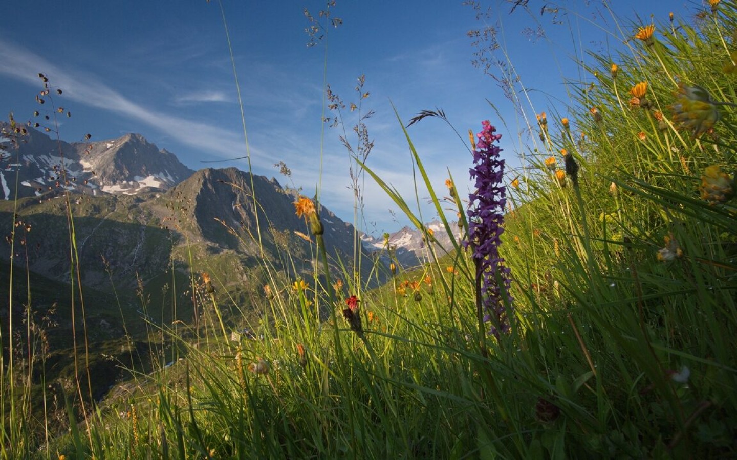 Lush flora